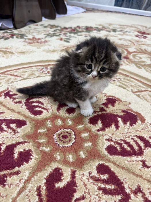 Продаются котята