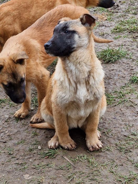 Donez cateluse Ciobanesc Belgian