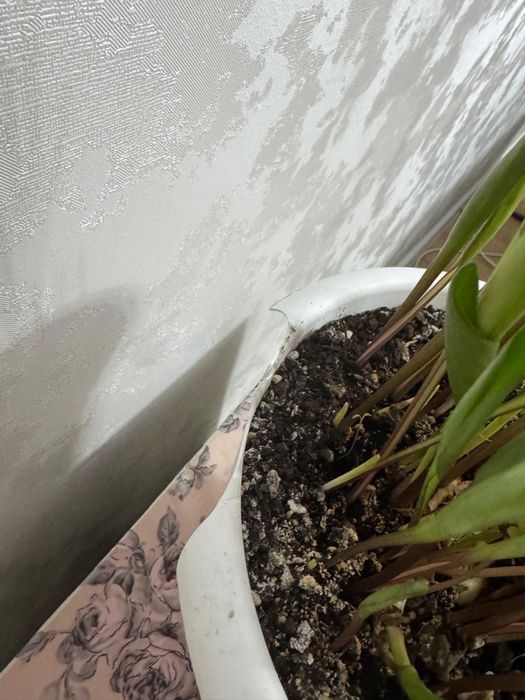 Продам цветы  Дриопсис