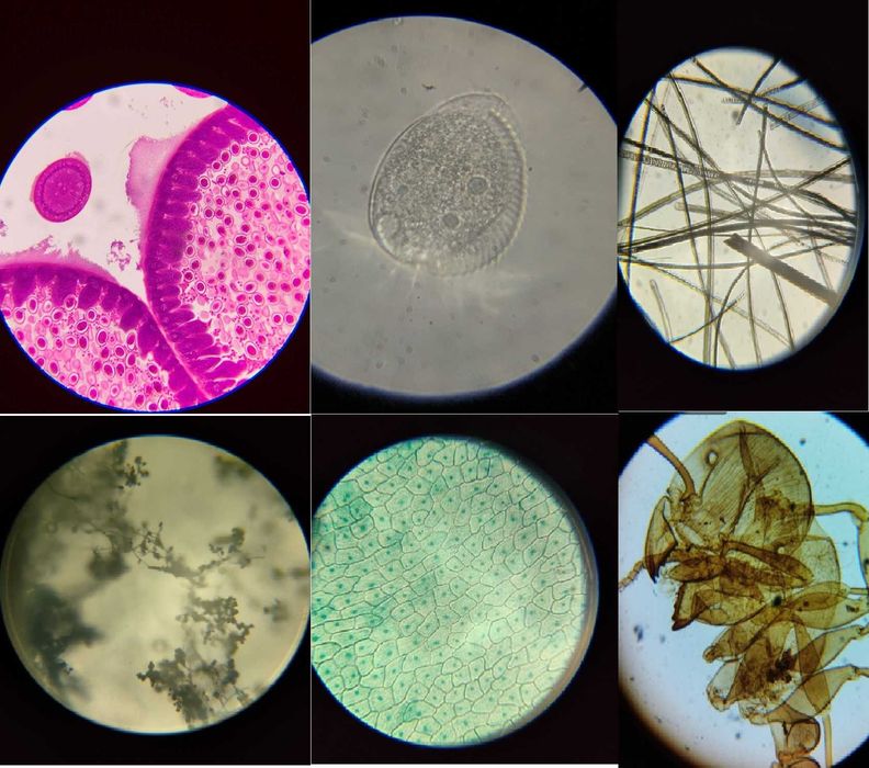 Биологический микроскоп бинокулярный (2000х)