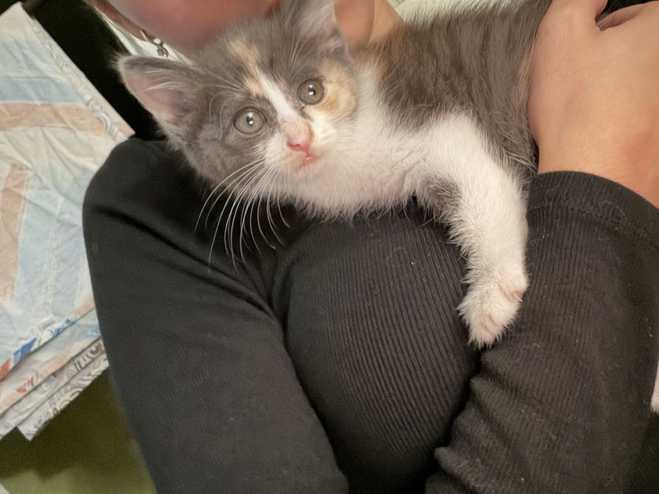 Отдам котенка в хорошие руки