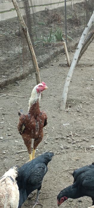 Продам бойцового