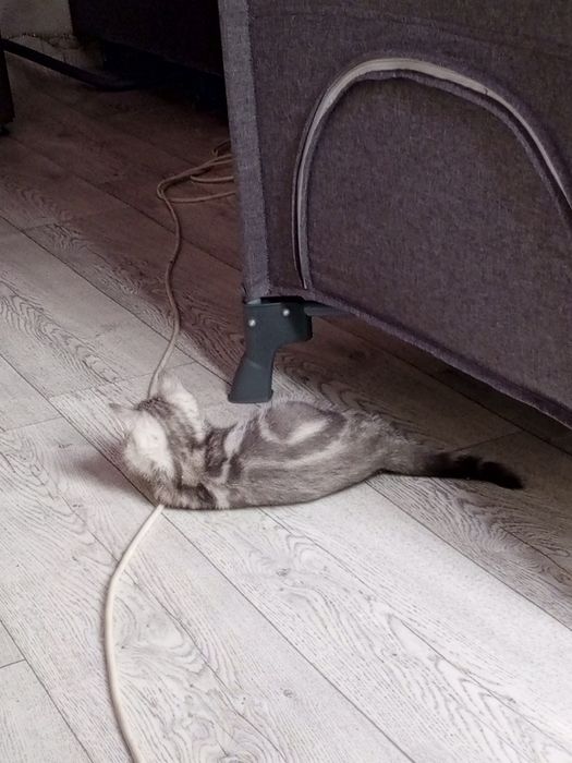 Шотланский котёнок. Девочка