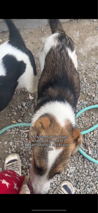 Собака алабай на продаже