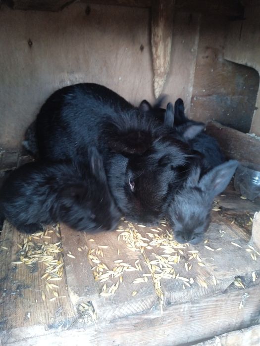 Продам кролики 9 штук