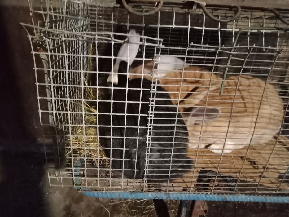 Кролики породы великан