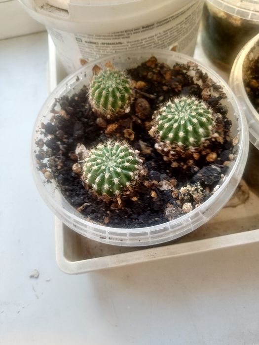 Кактусы детки комнатные