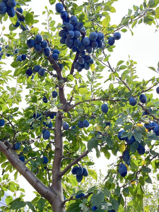 PRUNE Stanley + alte soiuri