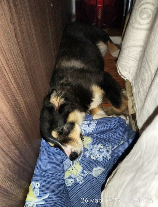 Пристраевается  щенок