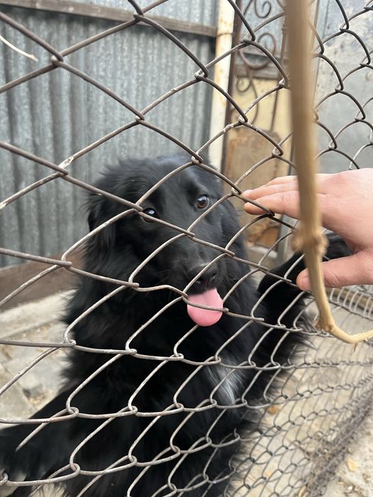 Щенка в хорошие руки