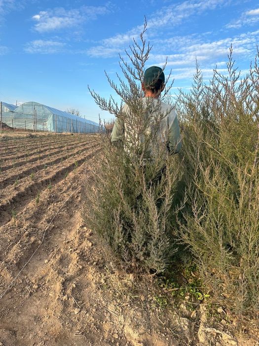 Саженцы көшет ағаш карагаш терек