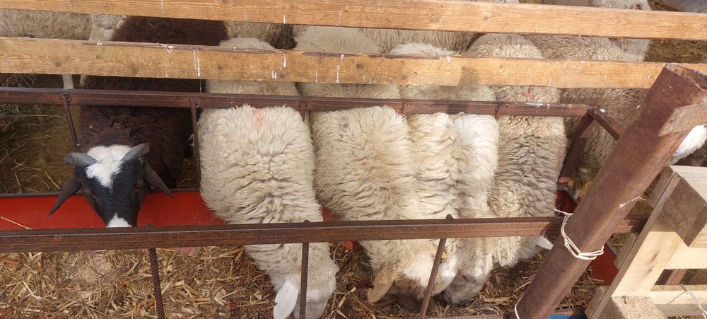 Продам баран домашних