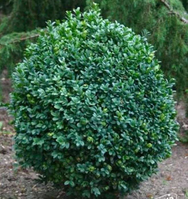 Продам Самшит саженцы