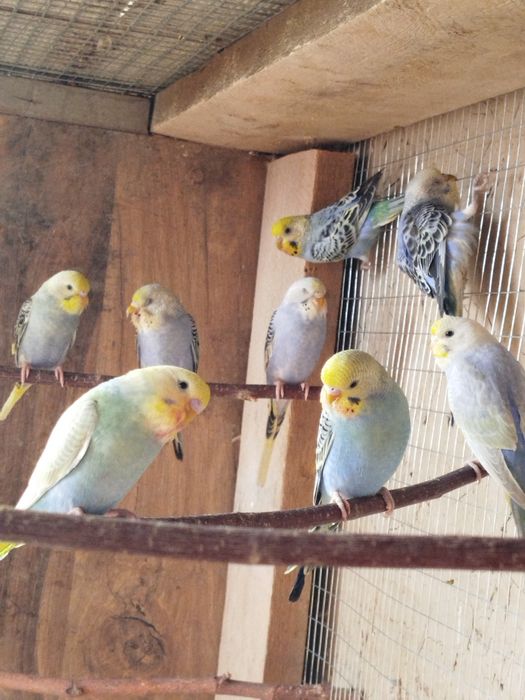 Радужные волнистые попугаи