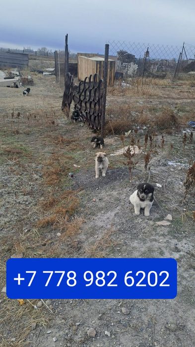 Щенки мальчики ищут дом