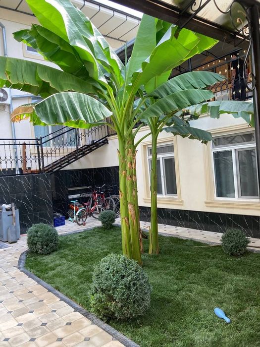 Газон ландшафт хизматлари