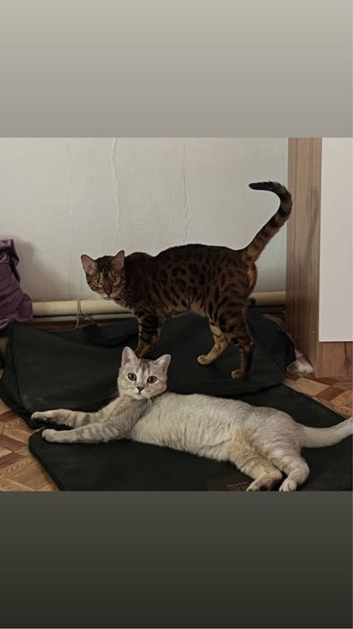 Отдам даром  кота и кошку