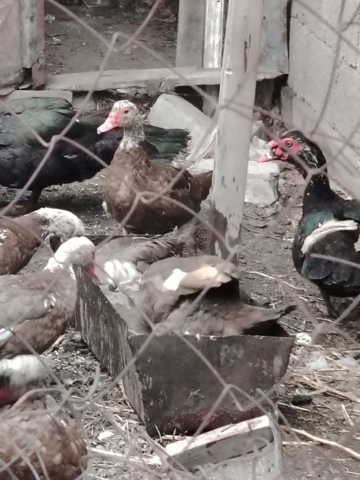 Продаммм Индоуток.