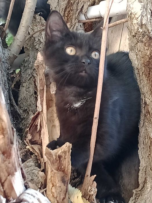 Котенок черный ищет добрые руки