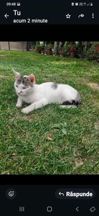 Adoptie donatie pisoi