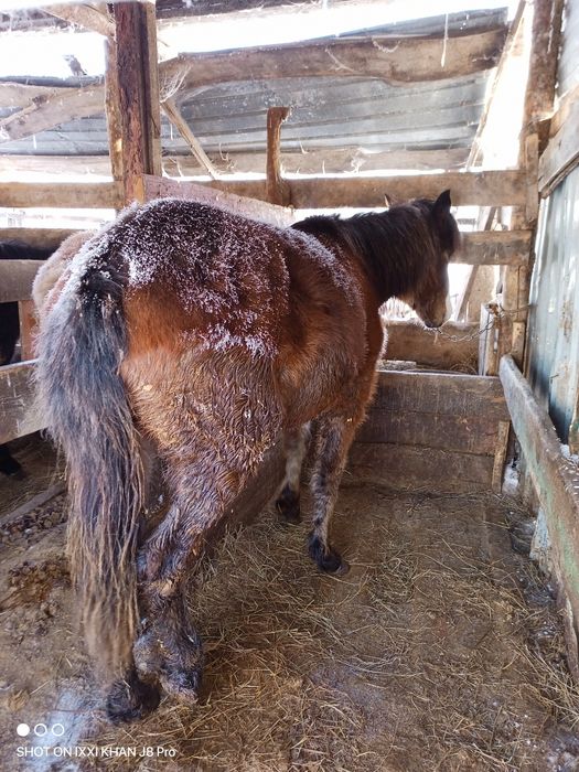 Продам тай жирный