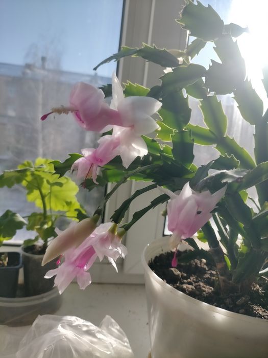 Шлюмбергера(декабрист)