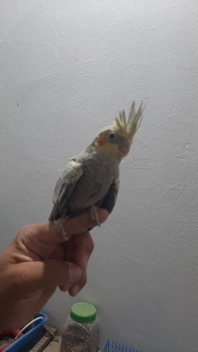 Декоративный птицы