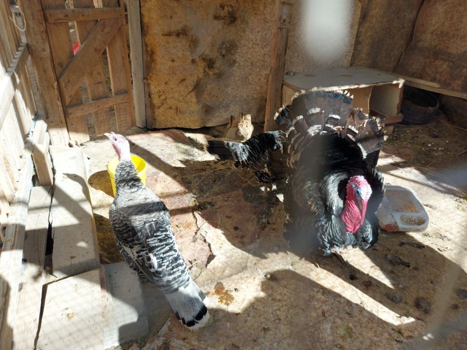 Индуктар сатылады