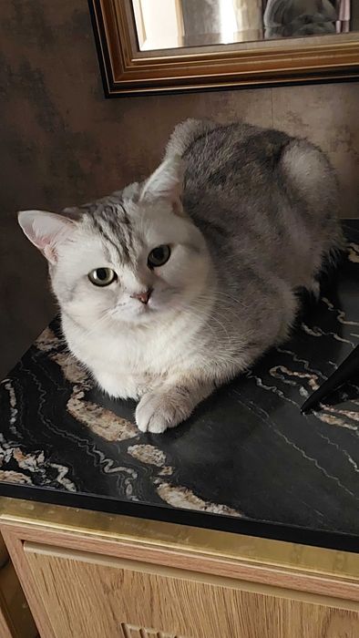 Продается чистокровная серебристая шиншилла