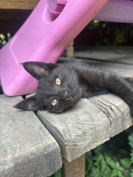 Отдам котят в хорошие руки