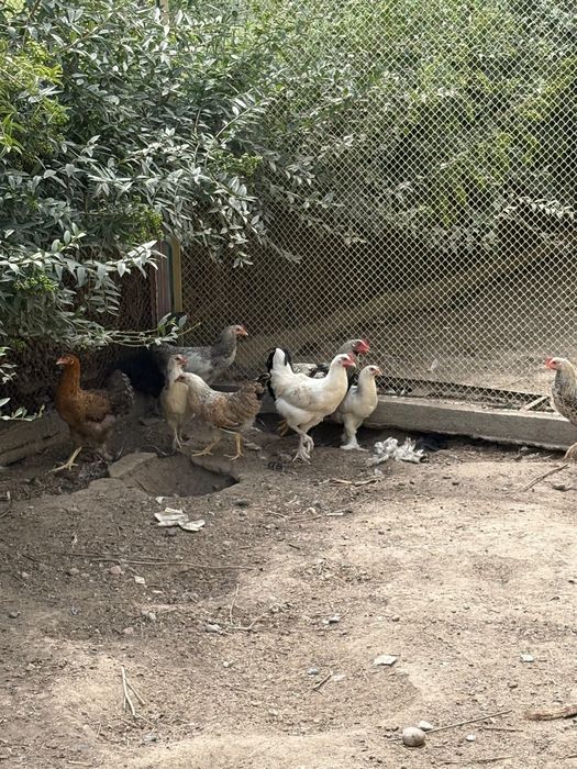 Продам куры несушки цена за 1 курицу!