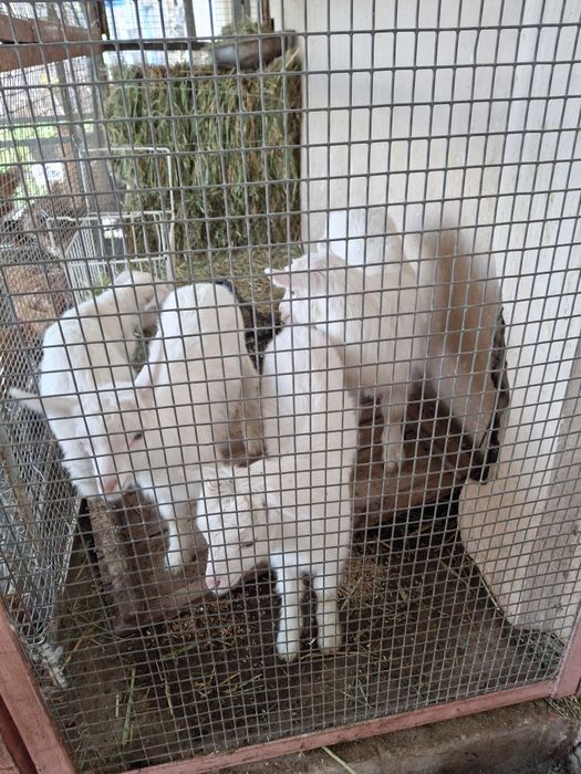 Ешкі сүті сатылады,Козье молоко