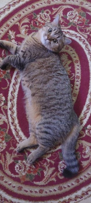 СРОЧНО! Продаётся Тикированная- Шиншилла  Беременная