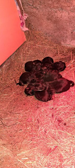 Бронь щенков немецкой овчарки