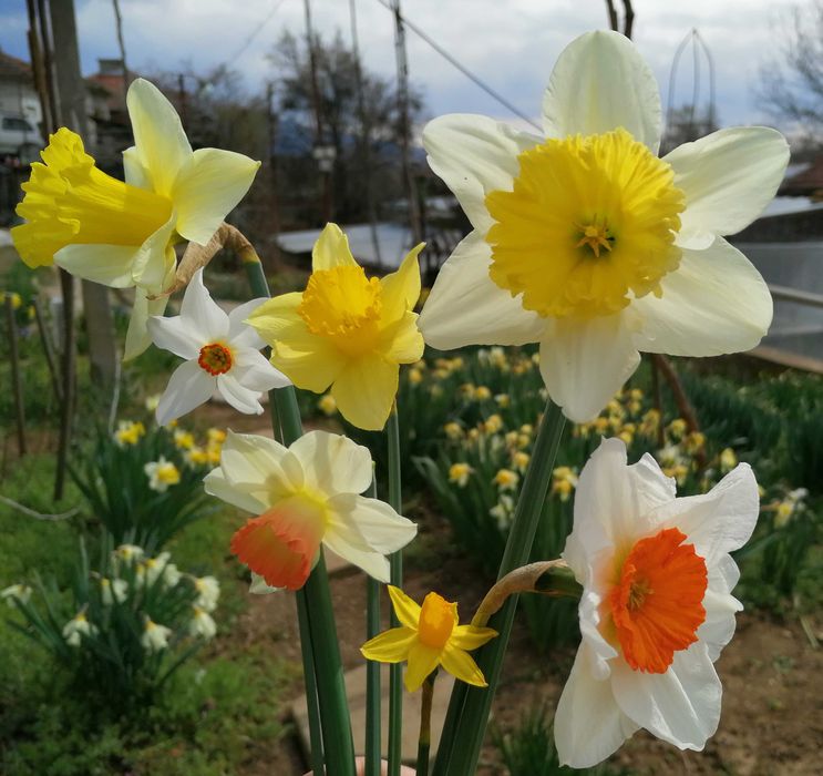 10 броя луковици