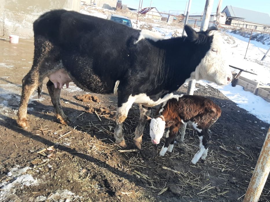 Сүтті сауын сиыр,