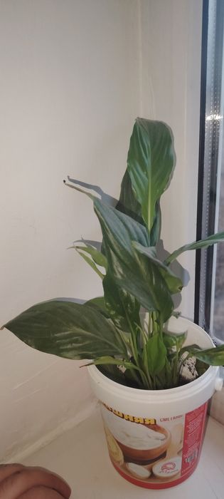 Үй гүлдері сатылады