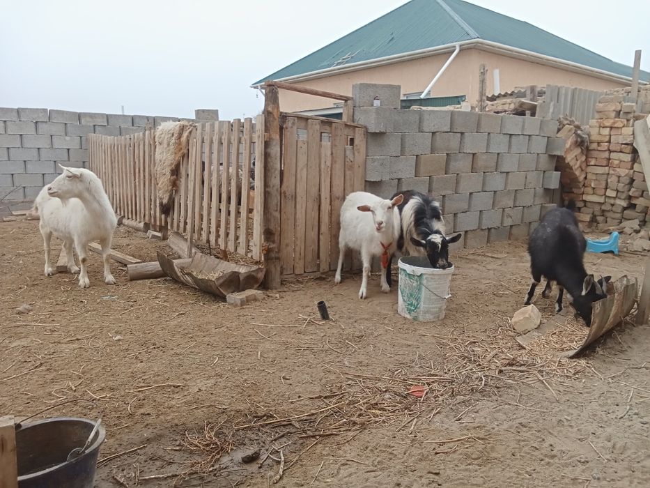 Занен ешкилер. Сатылады