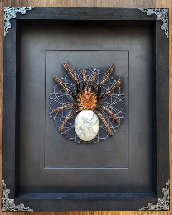 Vand tarantule vii și tablouri