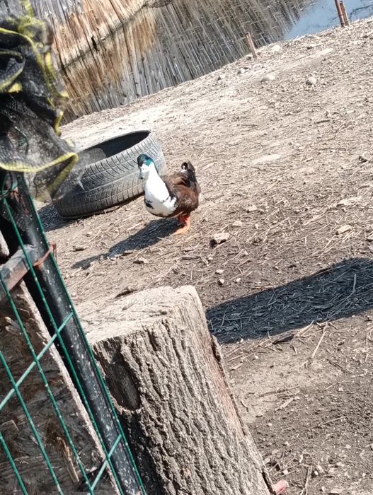 Vând rățoi tineri