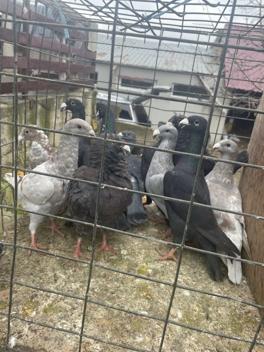 Vand porumbei germani