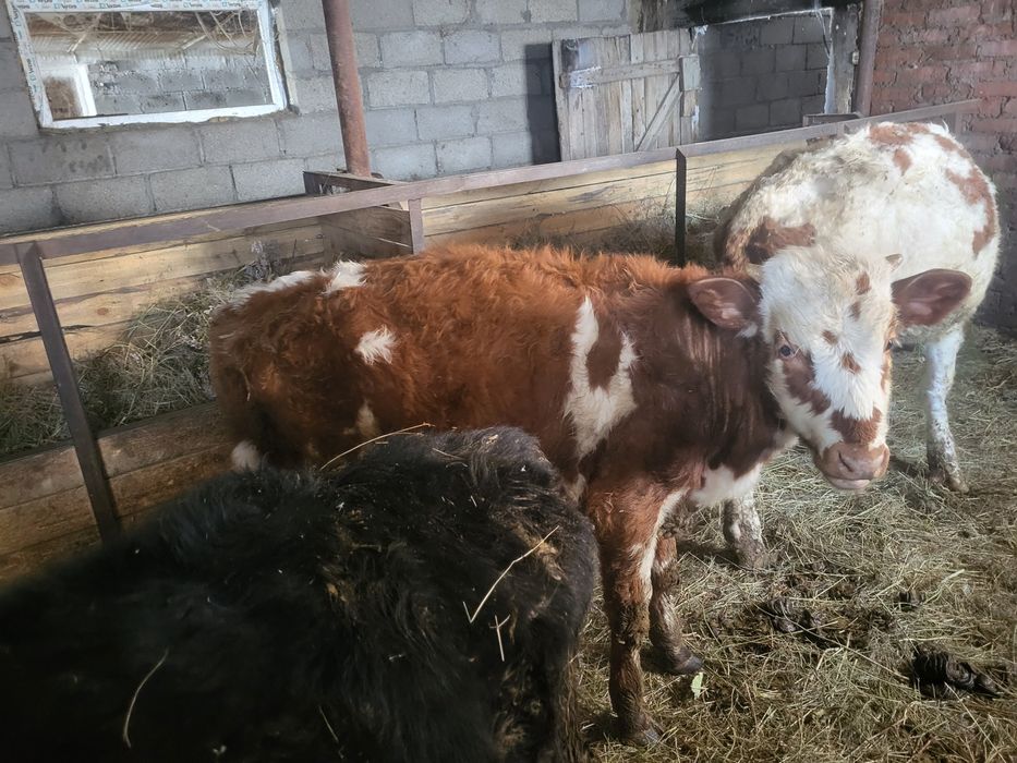 Продам годовалых телят