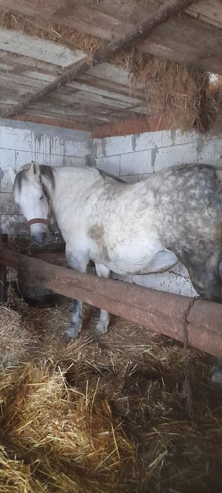 Vând iapă de vânzare merge la căruță e blândă nu dă cu picioarele