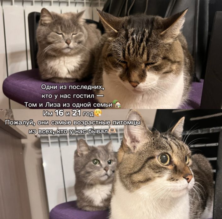 Индивидуальная передержка кошек, доступно