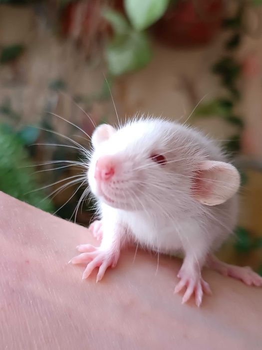 Декоративные крысы.Крысята дамбо