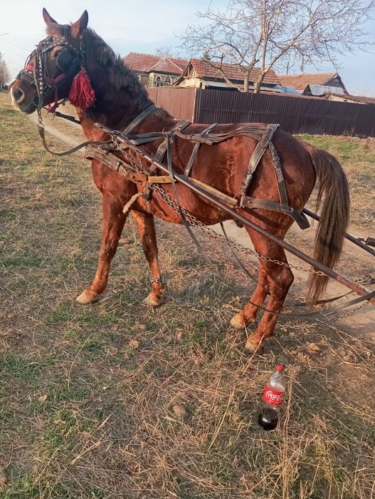 Cal de vânzare Punghina