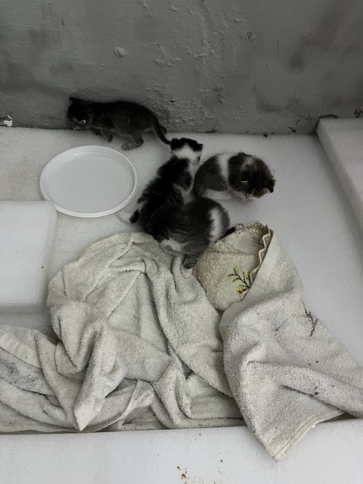 Котята в добрые руки