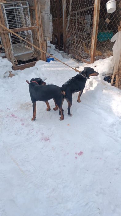 Ягдтерьер щенки Резерв