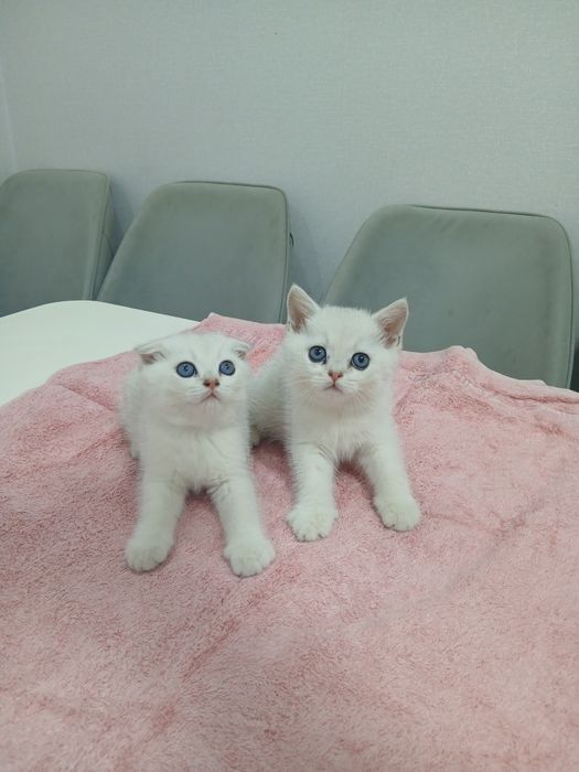 Продаються котята. Серебристая шиншилла
