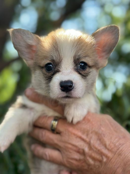 Вельш корги пемброк рыжего окраса